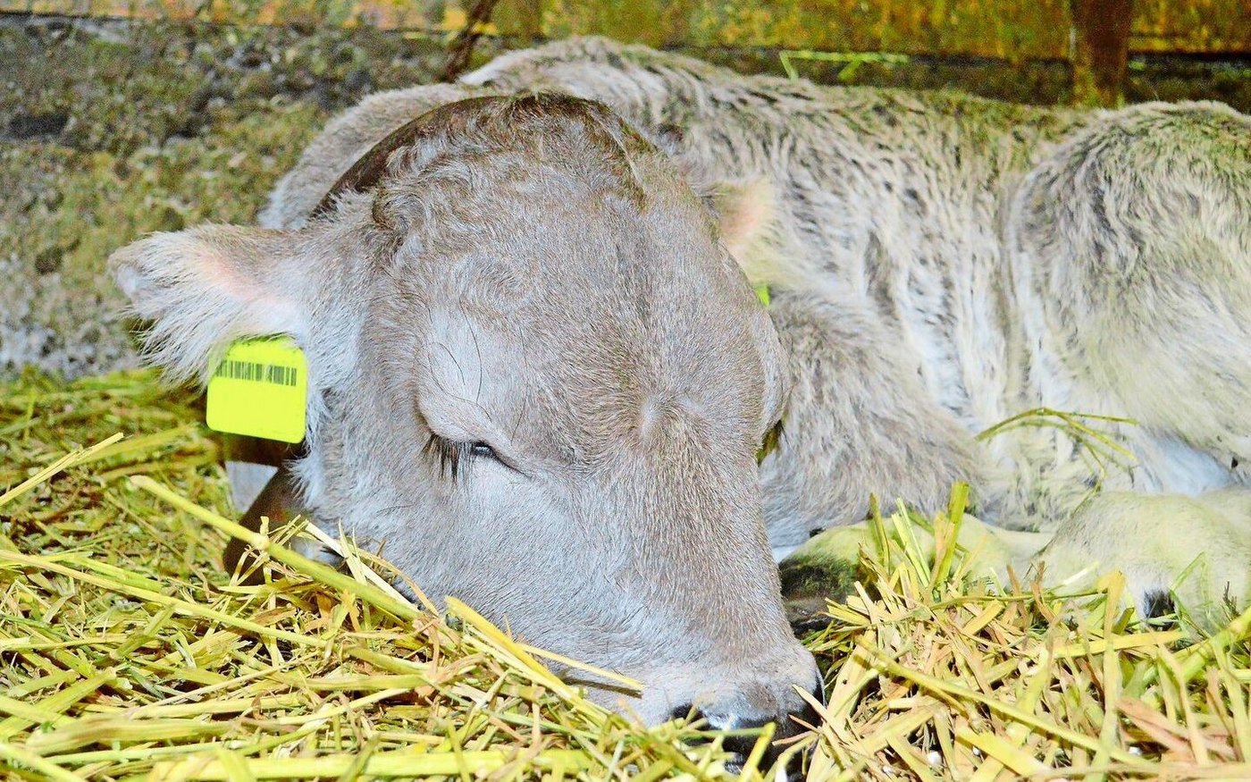Der Anteil an persistent infizierten (PI) Tieren liegt in der Schweiz bei den neugeborenen Kälbern bei 0,02 Prozent.