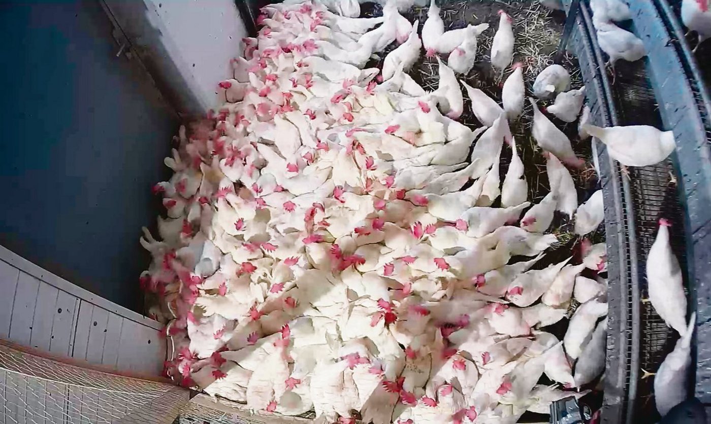 Bei weissen Hühnern dauern die Anhäufungen weniger lange, sind aber häufiger.(Bild Vetsiusse)