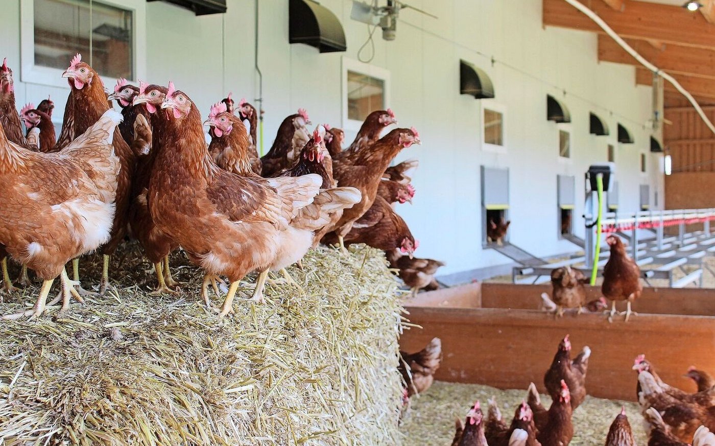 Bei kalter Witterung und im Winter bevorzugen die Hennen den Wintergarten. Sobald die Bäume Laub tragen, sind sie wieder auf der Weide.