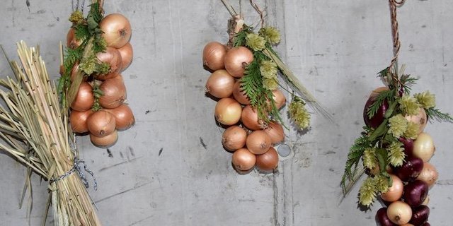 Zwiebelzöpfe sind eine kreative Art, Zwiebeln zu überwintern. (Bilder Esther Thalmann)