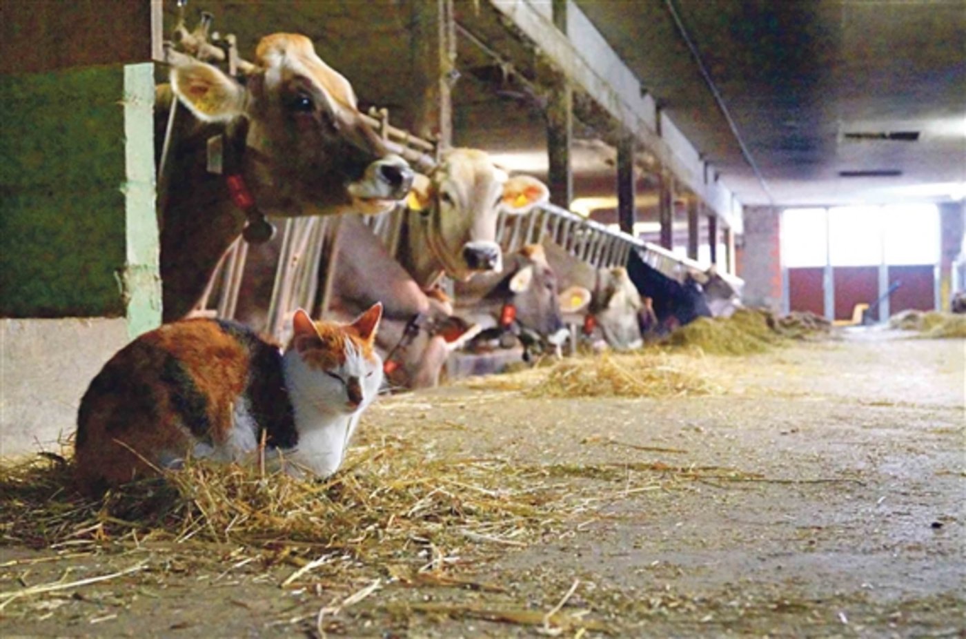  Was wäre ein Bauernhof ohne eine Katze? Sind es aber zu viele und diese auch noch nicht kastriert, können sie sich unkontrollliert vermehren und zu einem Problem werden. (Bild zVg) 