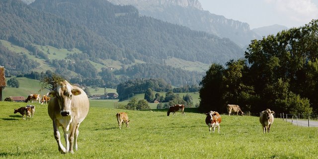 Junges Weidegras ist noch wichtiger, wenn der Kraftfuttereinsatz wie im Biolandbau beschränkt ist. (Symbolbild aem)