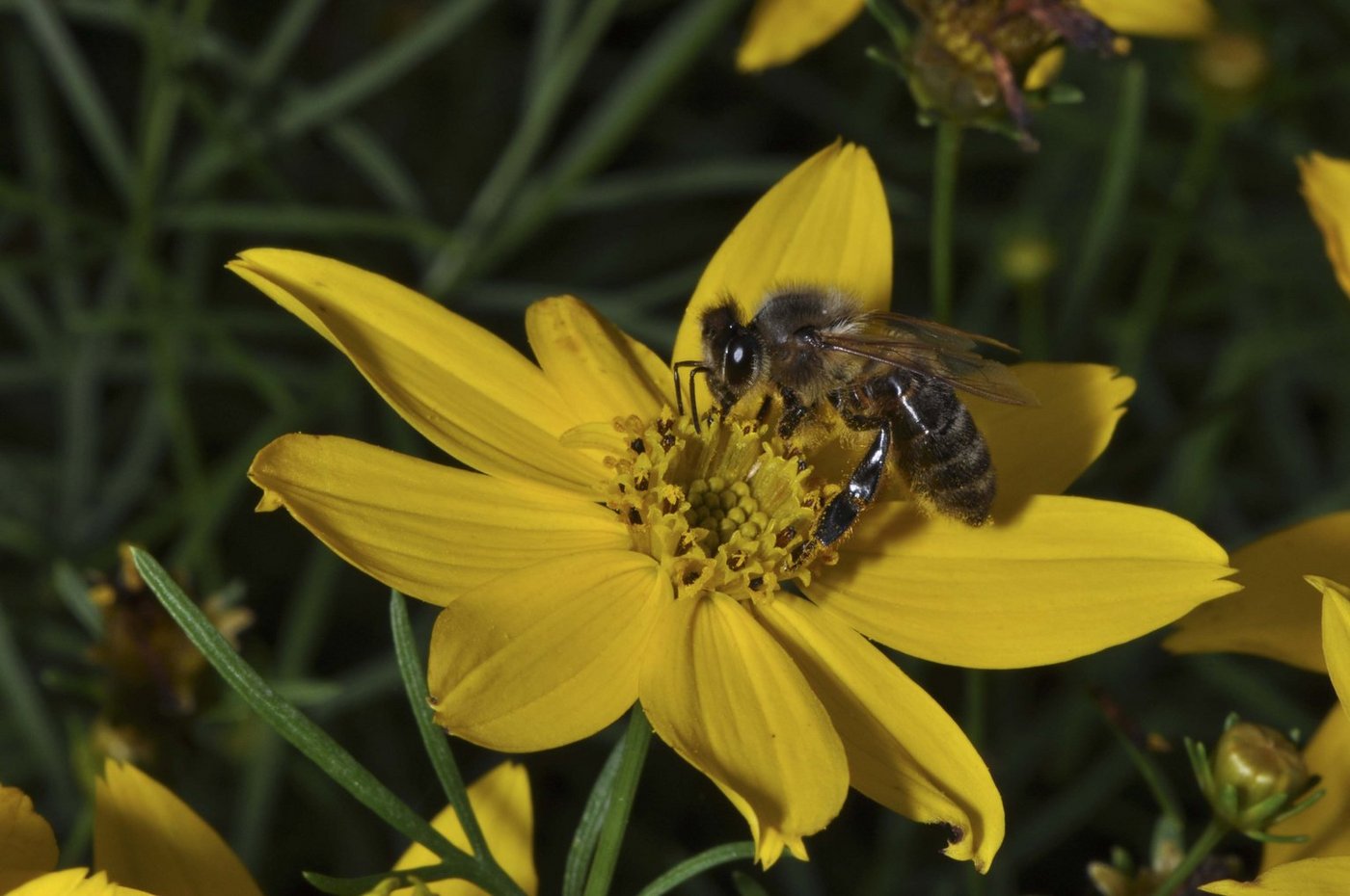 Die Kombination von Insektengift und Milben schwächt Honigbienen. (Bild lid)