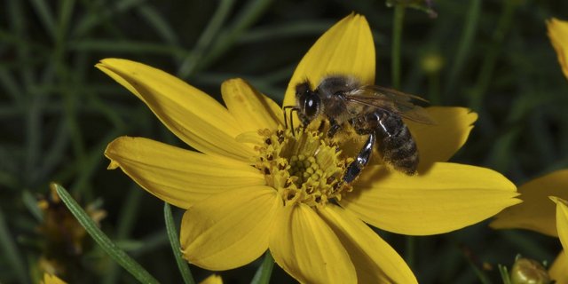 Die Kombination von Insektengift und Milben schwächt Honigbienen. (Bild lid)