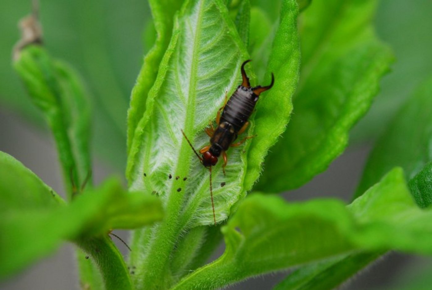 Der Gemeine Ohrwurm ist einer der identifizierten Fressfeinde. (Agroscope)
