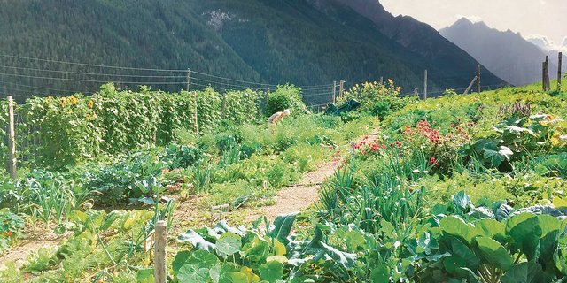 So präsentiert sich Cilgias Garten im Unterengadin auf einer Höhe von 1200 Metern. Eine Überraschungskiste ist stets mit saisonalem Gemüse, Blumen und Früchten gefüllt.(Bild zVg)