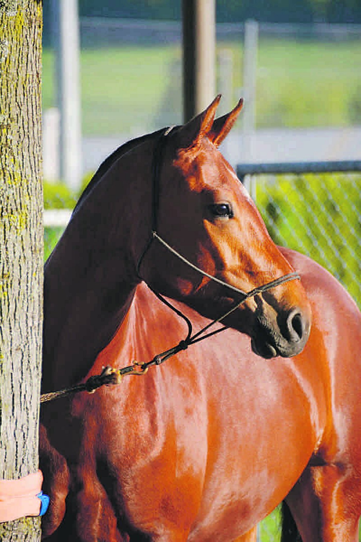 Die Freiberger Rasse soll echt bleiben und nicht im Warmblut-Genpool verschwinden, so das Ziel des RRFB. (Bild Karin Rohrer)