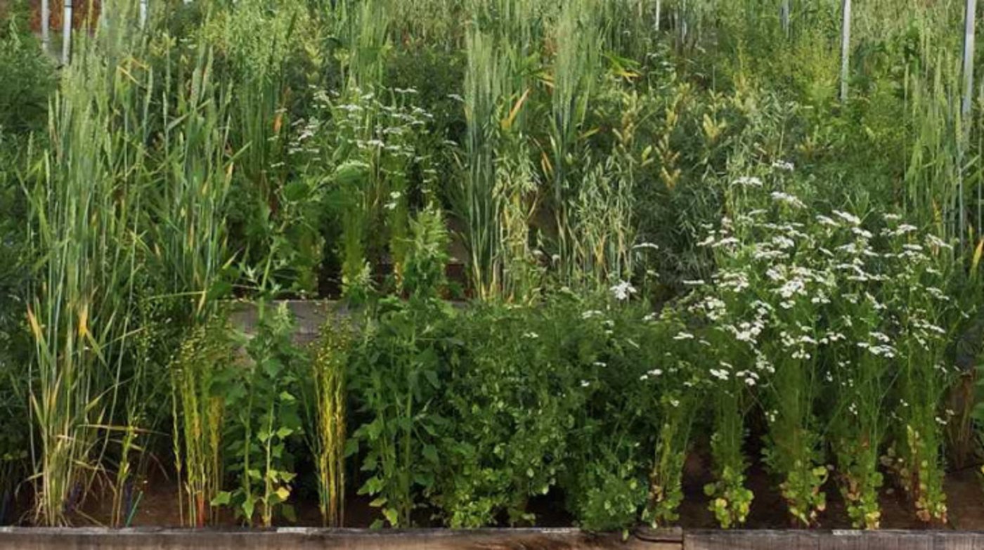 Mischkulturen profitieren vom Biodiversitätseffekt: Diverse Ökosysteme können ihre Funktionen besser erfüllen, Ressourcen besser nutzen und haben in der Regel eine bessere Schädlingskontrolle. (Bild C. Schöb, Crop Diversity Experiment/ETH Zürich)