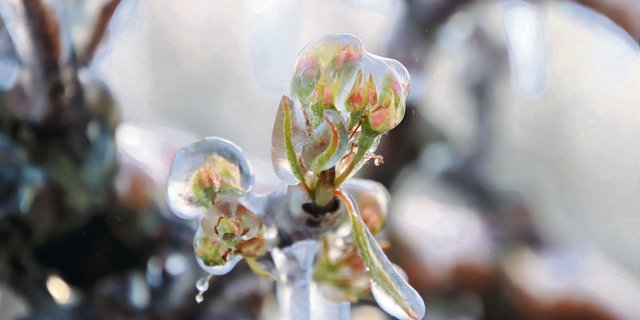 Nach der Frostbewässerung bildet sich um die Blüten, Knospen und Äste ein Eispanzer, der vor Kälte schützt. (Bild Roland Müller)