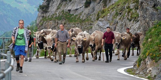 Die Urnerboden Älpler durften zum ersten Mal im Mai zu Alp fahren. (Bilder zVg)