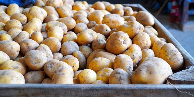 Dank milder Temperaturen kam ein Grossteil der Frühkartoffeln bis Anfang März in den Boden. Die Kultur litt aber unter den anschliessenden Frostnächten. (Bild matthiasboeckel / Pixabay)