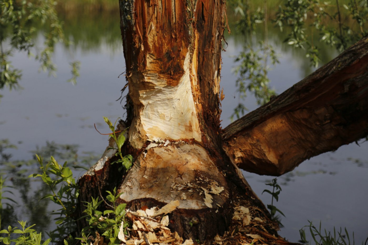 Ein angenagter Baum im Grossen Moos. (ji)