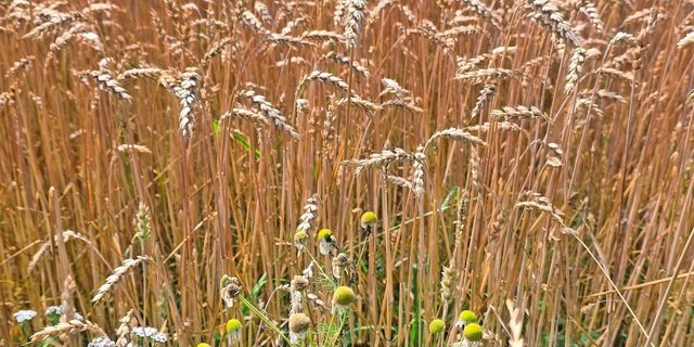 Biogetreide präsentiert sich bestens.