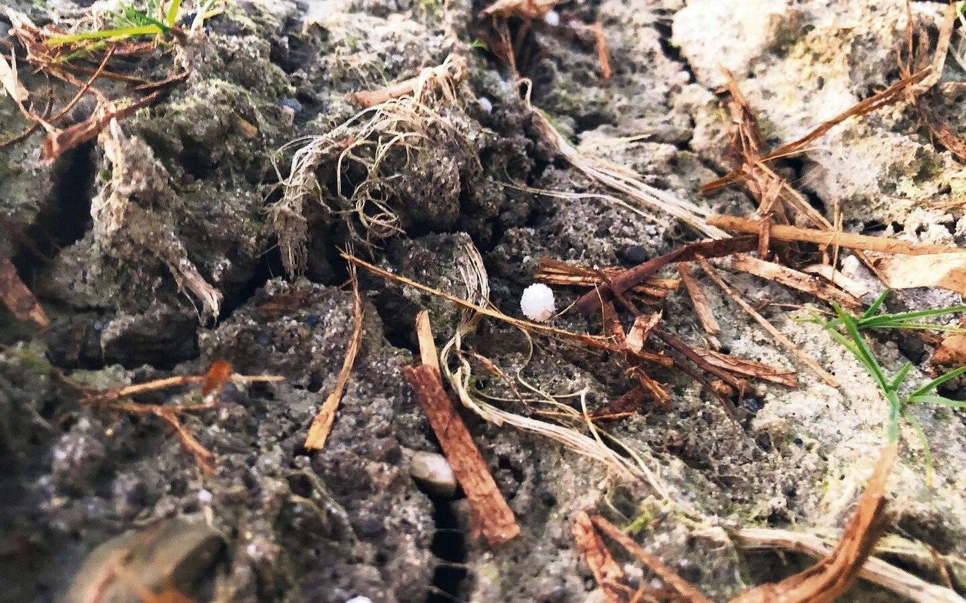 Damit Nährstoffe verfügbar werden, muss auch die Witterung stimmen. Ist es zu trocken, bleibt der Dünger liegen.