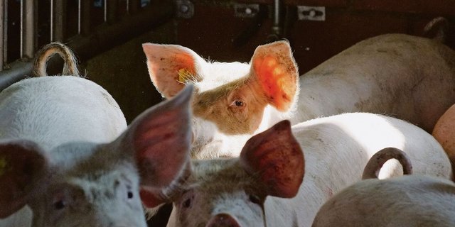 Hoffnungsschimmer dank Notmassnahmen am Schweinemarkt: Mit Export und Einlagerung wird seit dieser Woche entlastet.