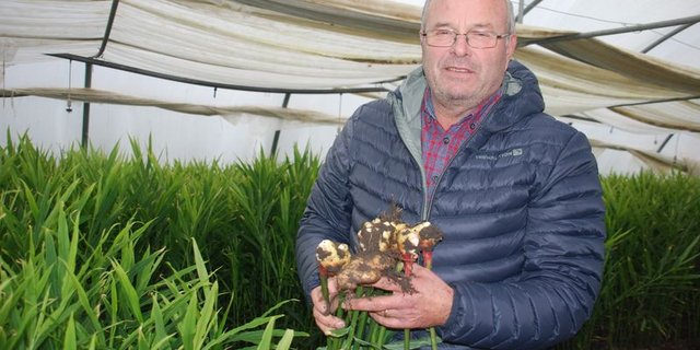 Stephan Müller kann dieses Jahr rund 17 Tonnen Ingwer ernten. (Bild rb