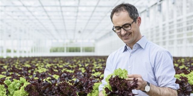 Der erste Hydrosalat aus dem Gewächshaus in Oftringen AG wird seit Dienstag in Migros-Filialen verkauft. (Bild Migros)