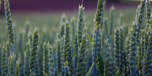 Beizungsversuche mit Weizensaatgut sind dieses Jahr Teil der «Innovationsplattform Pflanzenbau», hier in Bünzen.