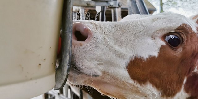 Kälber sollen möglichst hohe Tageszunahmen haben. Das Organwachstum erfolgt in der frühen Lebensphase vorrangig durch Zellteilung. Dann werden auch die Zellen im Euter gebildet. (Bild sb)