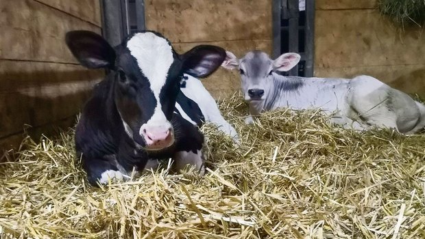 Manchmal braucht es mehrere Besamungsversuche, bis eine Kuh trächtig wird und ein Kalb zur Welt bringt.