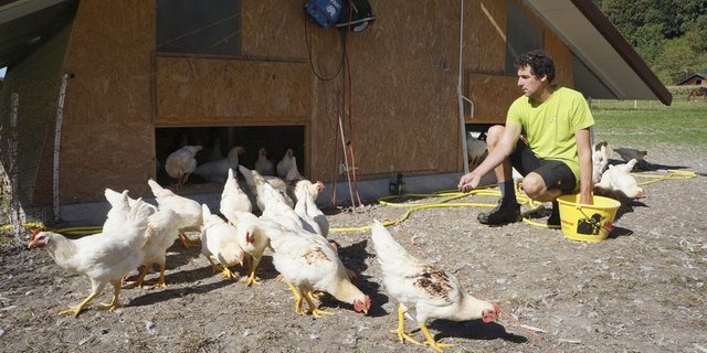 Roman Clavadetscher wollte nicht mehr warten, sondern handeln. Nun leben die Bruderhähne auf 1500 Quadratmetern Freiland. (Bilder Martin Brunner)