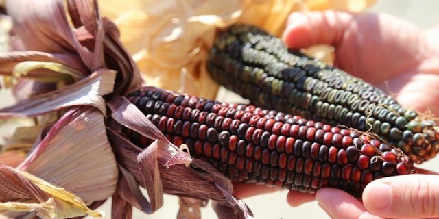 Gleich beim ersten Blick fallen Landmaissorten durch ihre Farbe auf. (Bilder Celina Wyss/lid)