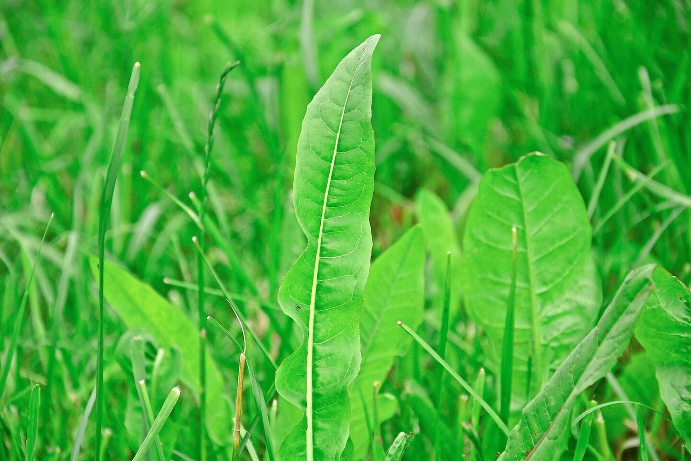 Chicorée auf der Weide hilft von innen gegen Parasiten.