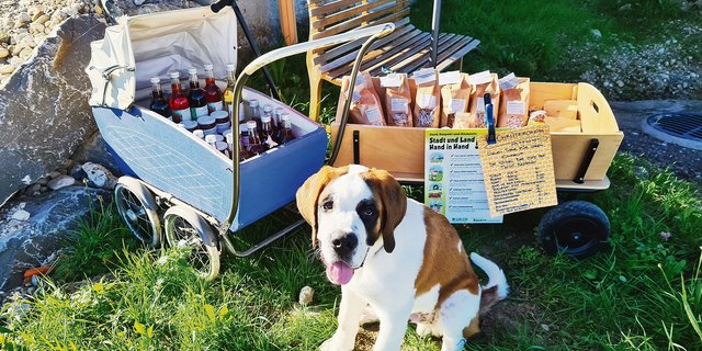 Ein grosser Kerli: Regula Löffels Hund Knutt ist knapp einjährig, hat aber schon eine stattliche Postur. Wägeli ziehen darf Knutt aber noch nicht. Löffel will damit warten, bis ihr Hund ausgewachsen ist. (Bild Regula Löffel)