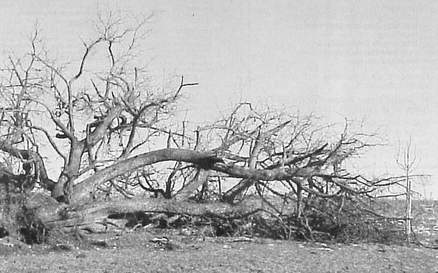 Viele entwurzelte Feldobst-Hochstammbäume fielen Lothar zum Opfer. Gesamtschweizerisch betrugen die Schäden damals 1,8 Milliarden Franken. 