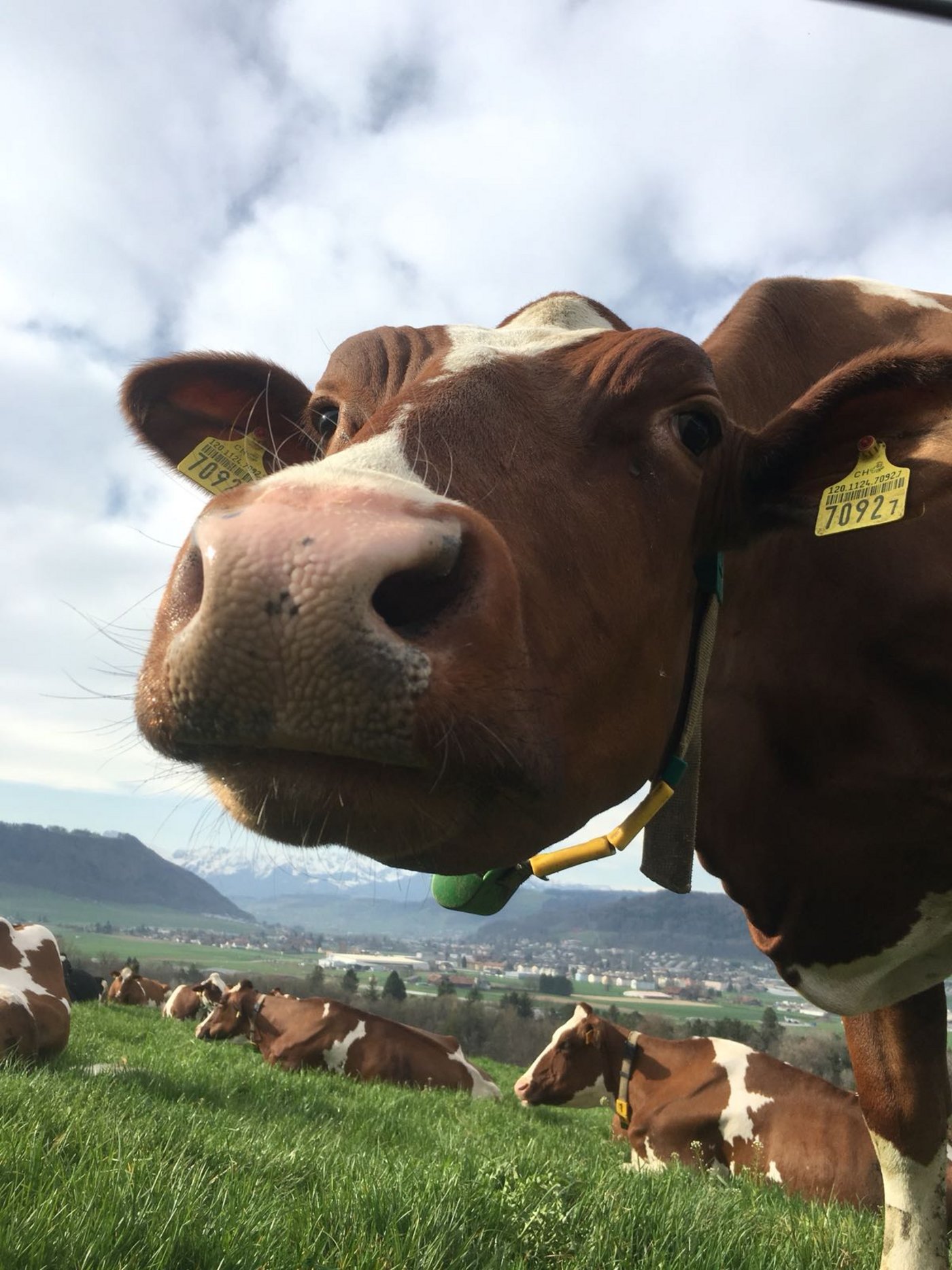 Neugierig? Die BauernZeitung informiert. Heute über die Zuchtfamilien.