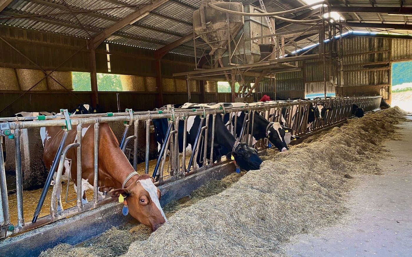 Den Stall hat Adrian Frauchiger in den letzten Monaten dank neuer Aussenboxen von 40 auf 50 Kuhplätze erweitert.