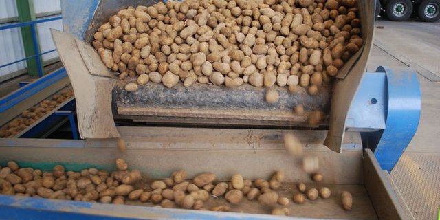 Die grosse Kartoffelernte in diesem Jahr bringt auch Probleme mit sich. (Bild BauZ)