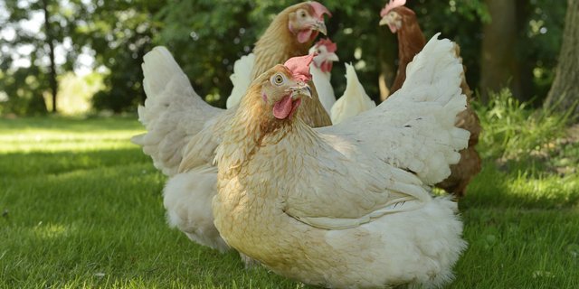 Legehennen der Zweinutzungsrasse Lohmann Dual zeigen deutlich weniger Federpicken und Kannibalismus. (Bild Jürgen Müller)