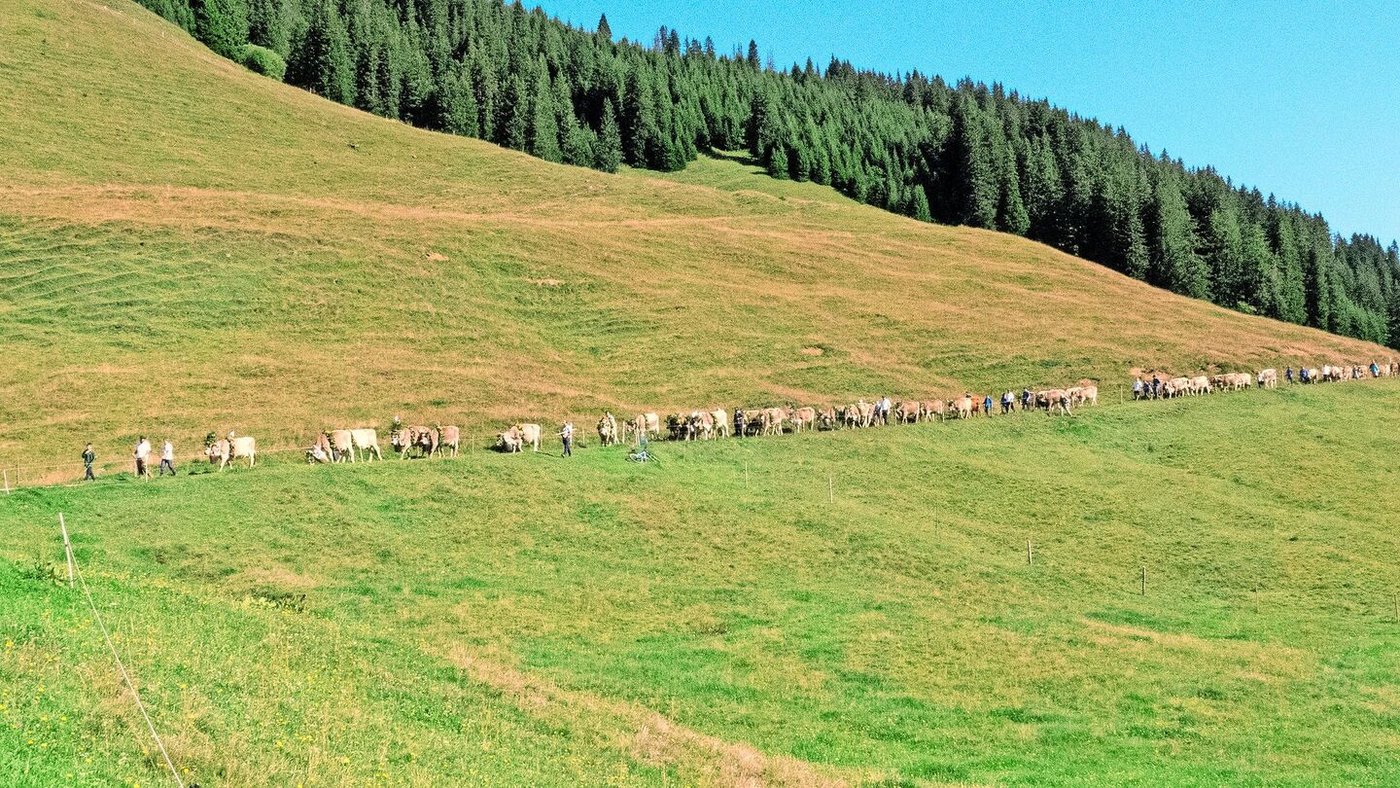 Ein langer Zug: 71 Tiere kommen bei der Alpabfahrt bei bestem Herbstwetter hinunter ins Bündner Bergdorf Pany.