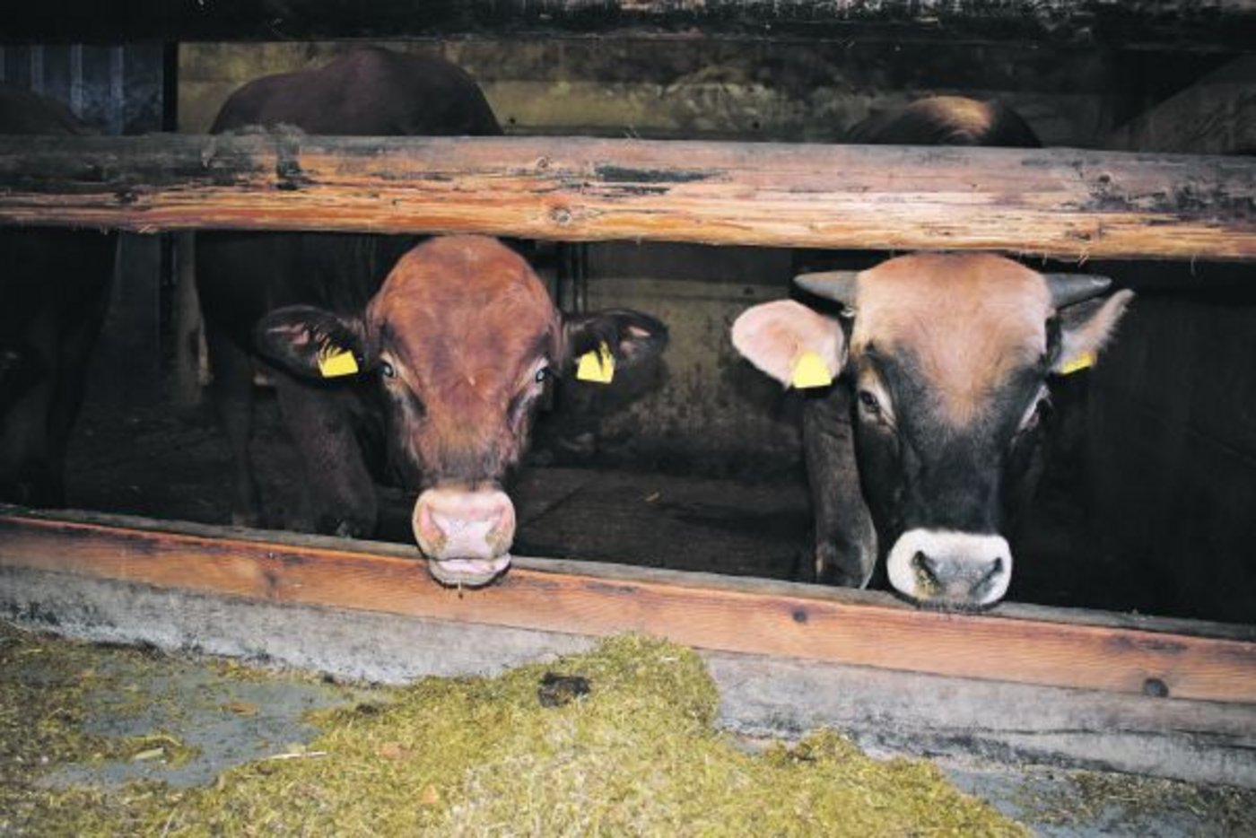 Das richtige Futter für schöne Mastmuni: Am  Dienstag wurde rege um die Fütterung und Futterkonservierung für die Mast diskutiert. (Bilder Daniela Joder)