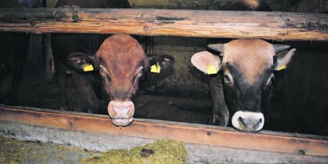 Das richtige Futter für schöne Mastmuni: Am  Dienstag wurde rege um die Fütterung und Futterkonservierung für die Mast diskutiert. (Bilder Daniela Joder)
