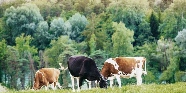 Wiesenmilch, die von weidenden Kühen erzählt, ist ein Flaggschiff der IP-Suisse. Nach langjähriger Platzierung in der Migros schaffte es die IP-Suisse-Milch 2020 in die Regale von Coop. 