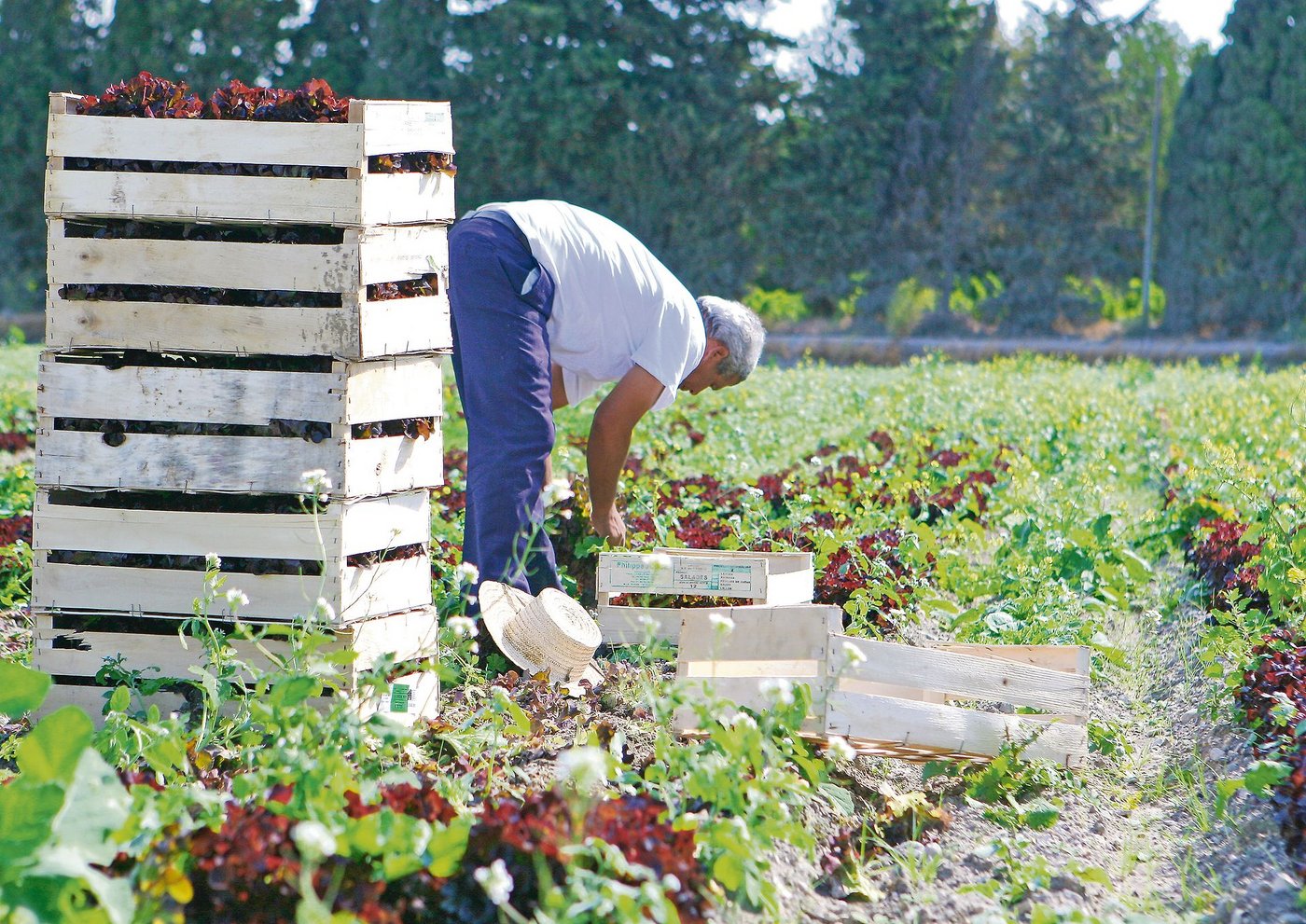 Wer Angestellte beschäftigt, Schweizer oder Ausländer, auch nur für temporäre Erntearbeiten, muss dieses Jahr mit Kontrollen rechnen. (Bild Fotalia)