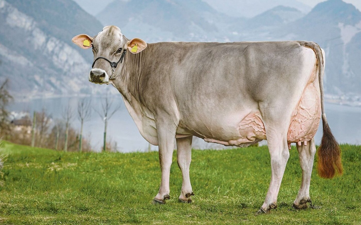 Devin Paloma ist eine der schönen Obwaldner Kühe, die an der Wintershow zu bestaunen sein werden.