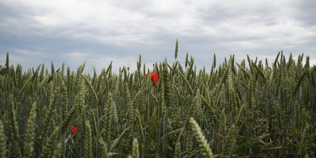Weltweit sind Pflanzenkrankheiten und Schädlinge ein Problem. (Bild ji)