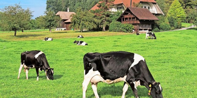 Die Schweizer Viehzucht steht vor Herausforderungen – der Rückgang der Kuhzahlen ist auch bei Swissgenetics spürbar.