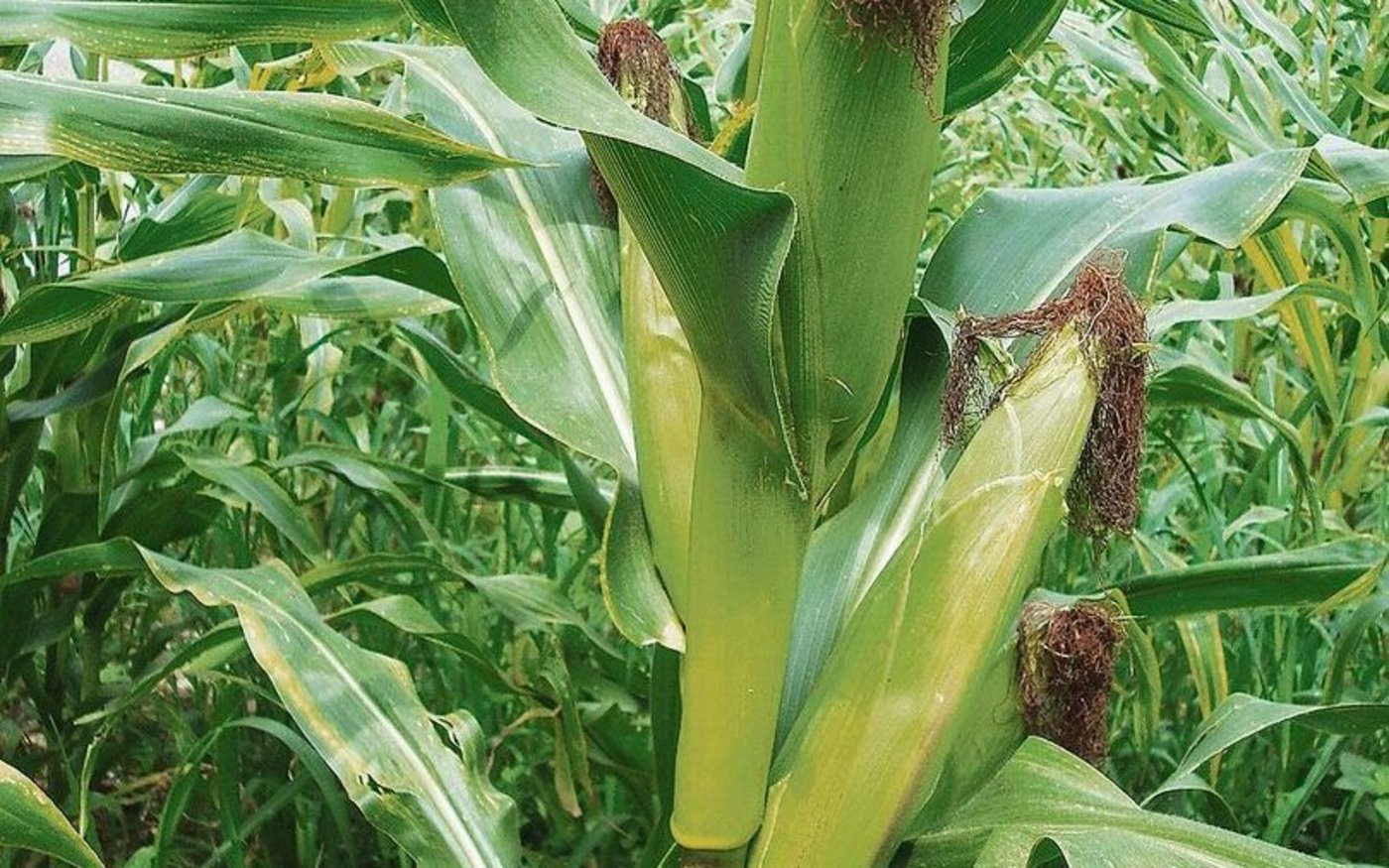 Noch steht der Mais auf den Feldern. Vielerorts präsentiert er sich in diesem Jahr schöner als im vergangenen Herbst.
