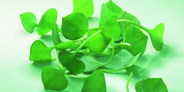 Portulak enthält viel Vitamin C und Vitamin E sowie Magnesium, Eisen und Kalzium. (Bild: zVg)