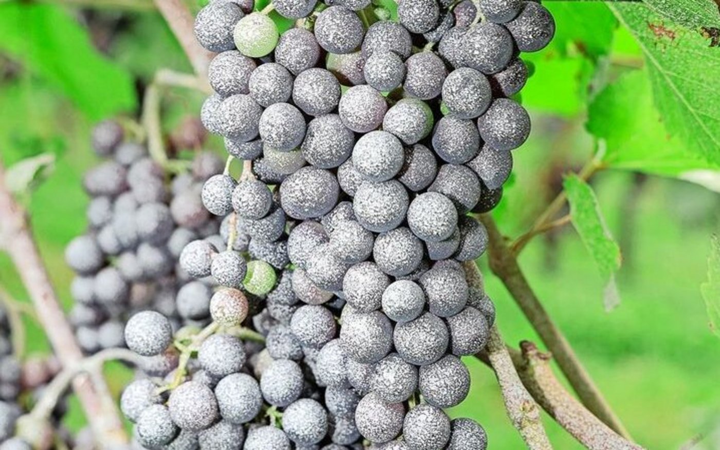10 bar Druck und Hohlkegeldüsen sorgten für perfekte Weisselung. 