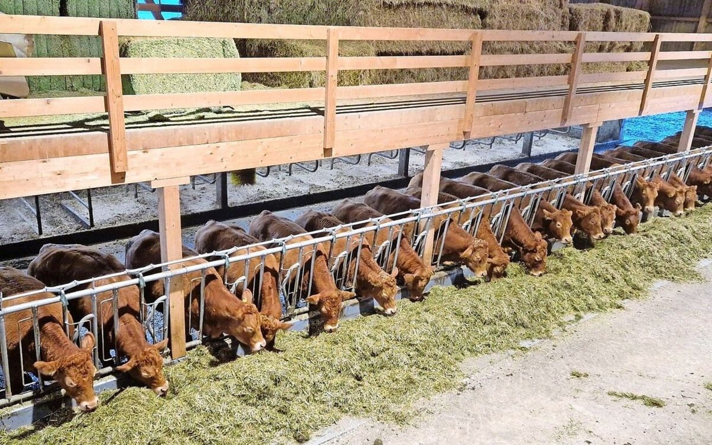 Einblick in den Limousin-Zuchtbetrieb von Familie Emmenegger, Roorberg, Schüpfheim LU.