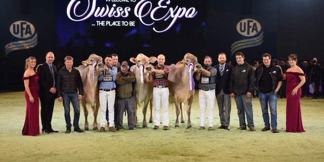 Grand Champion - Senior-Champion (rechts): Truaisch Fili. Panner Fortuna, Matthias Vitali, Olivone Reserve (Mitte): Glenn Laos, Nicola Pedrini, Airolo Mention (links): Tschudenhaus Big Boy Polly, Franz und Pascal Felder, Marbach. (Bild joy)
