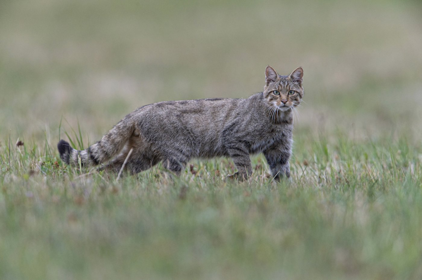 Die Europäischen Wild- und Hauskatzen haben nicht die gleichen Vorfahren und sollten sich nicht paaren. (Bild zVg)