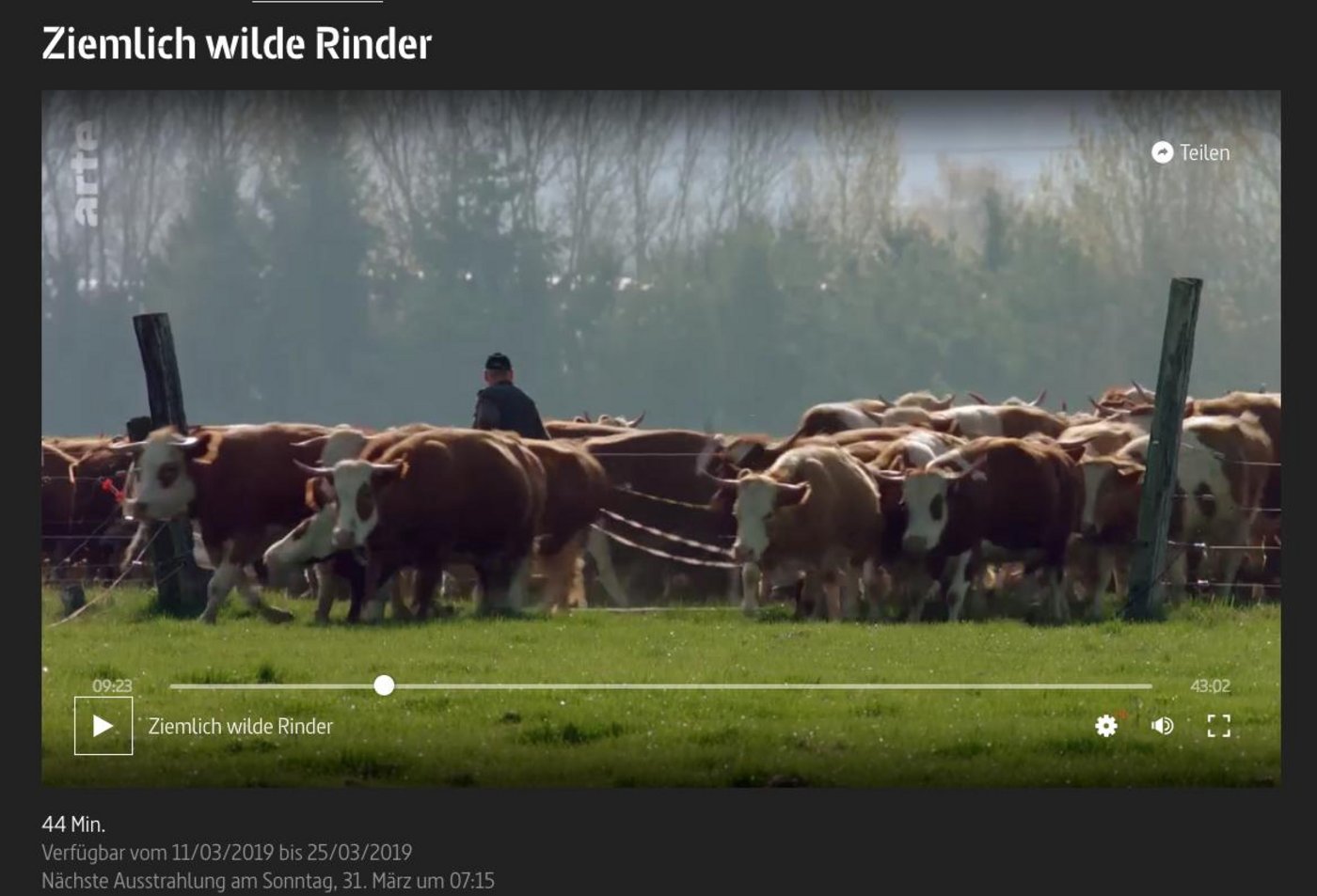 So sieht man Kühe selten: in grosser Zahl und beinahe frei in einer gemischten Herde. (Bild Screenshot Arte)