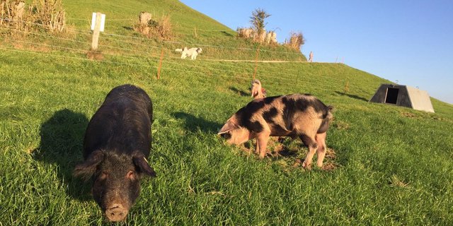 Alpschweine bereits von einigen Züchtern in den Schweizer Alpen gehalten. (Bild Susanne Knaus, Hörnlihof)