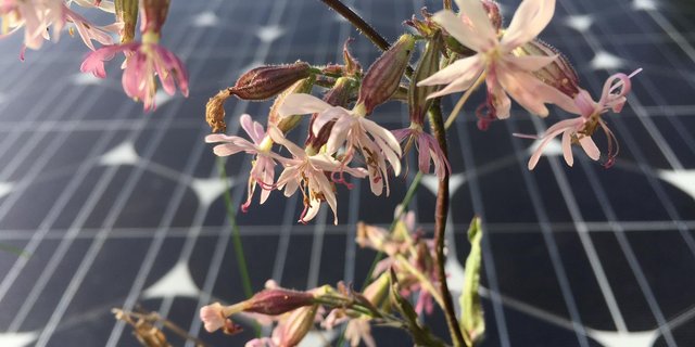 Die revidierten Verordnungen treten per 1. Januar 2021 in Kraft. (Bild jsc)